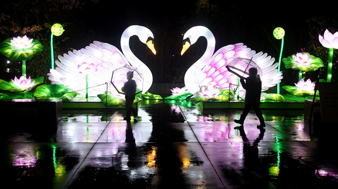 WildLanterns Dazzles at Seattle’s Woodland Park Zoo ParentMap